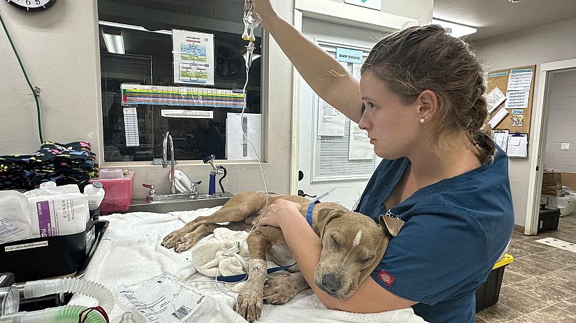 Katie Shannon/Maui Humane Society za pośrednictwem AP