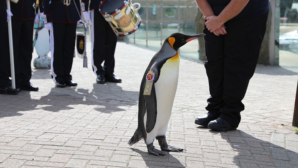Pingwin w zoo w Edynburgu awansowany na generała dywizji armii norweskiej