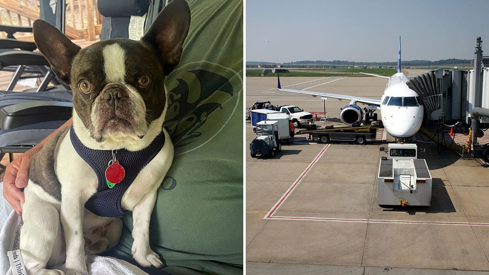 Właściciel psa oskarżony o okrucieństwo wobec zwierząt po tym, jak porzucił zwierzę na lotnisku w USA i udał się na wakacje