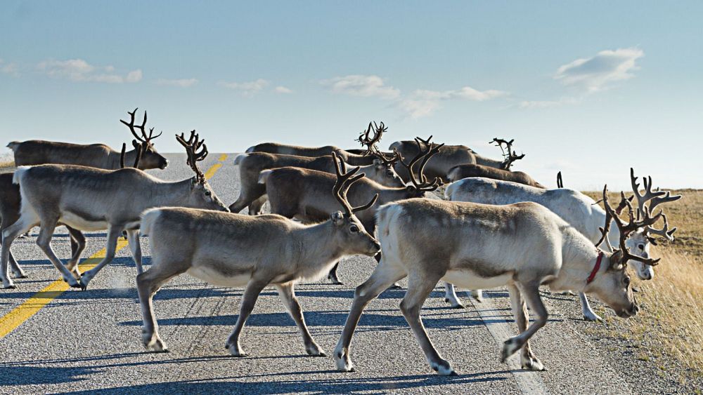 Dziesiątki reniferów zginęło podczas przekraczania granicy z Rosją, gdy Norwegia naprawia płot arktyczny