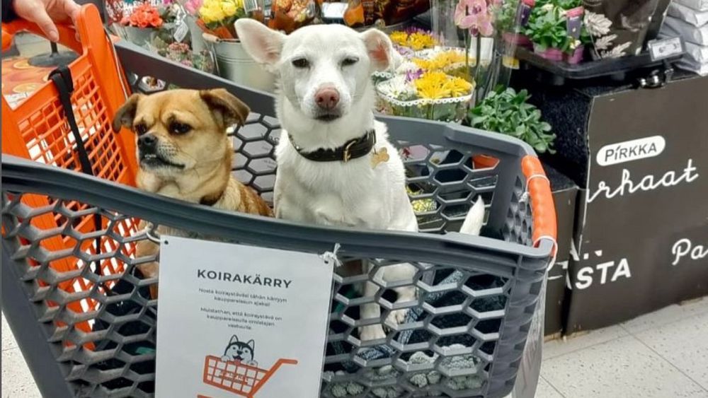 Supermarket w Finlandii wita psy specjalnymi wózkami dla klientów z psami