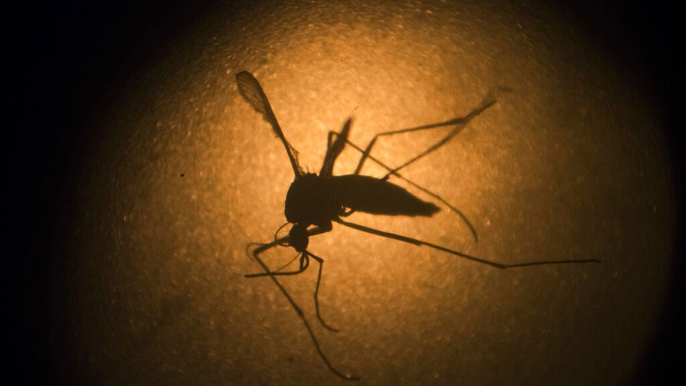 Wolbachia: cudowny robak, który może zapobiec przenoszeniu gorączki denga przez komary