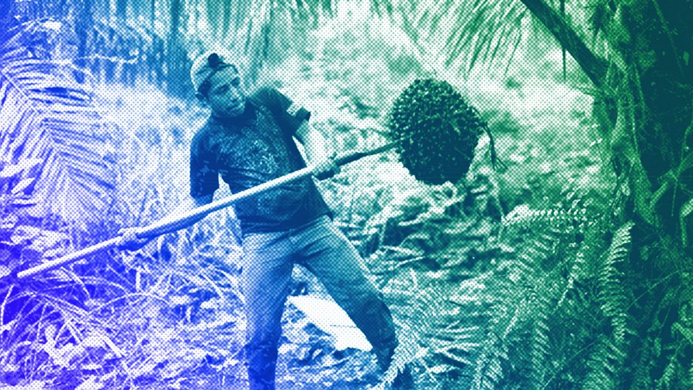 Pomimo unijnych przepisów dotyczących wylesiania firmy coraz więcej inwestują w olej palmowy.  Dlaczego?