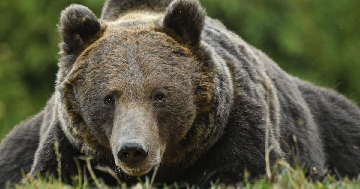 Rumunia zmaga się z problemem niedźwiedzi