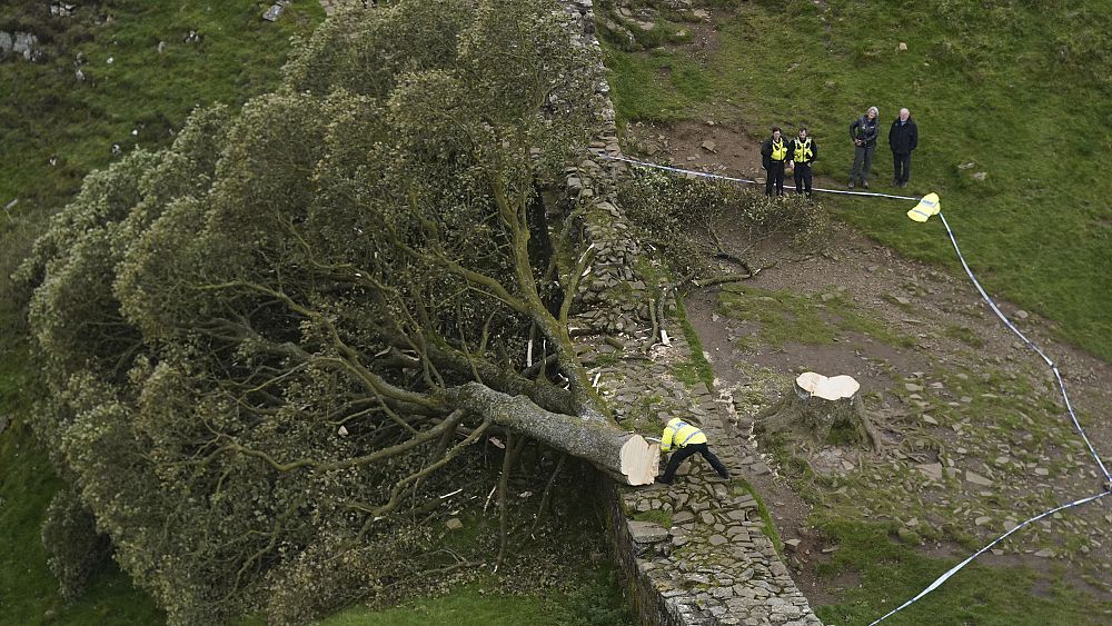 Sycamore Gap: Nastolatek aresztowany w Anglii w związku z „celowym” wycięciem słynnego drzewa