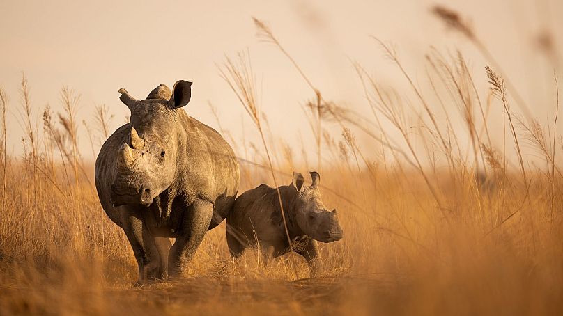 Brent Stirton i parki afrykańskie