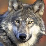 Belgijscy rolnicy wzywają do słabszej ochrony wilków, ponieważ ekolodzy chcą większej