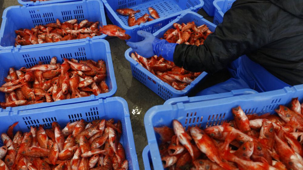 Czy w Japonii tysiące martwych ryb wypływają na powierzchnię po uwolnieniu ścieków z Fukushimy?