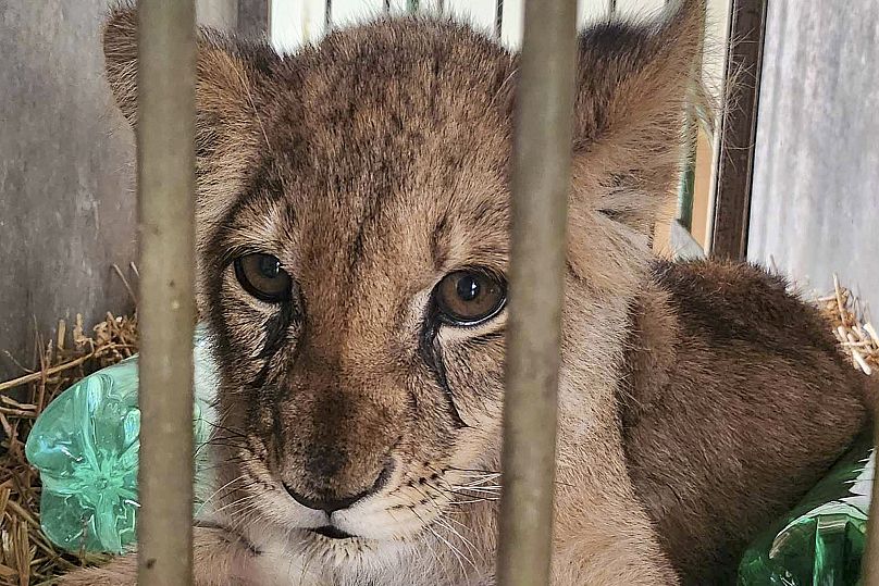 Palic Zoo za pośrednictwem AP