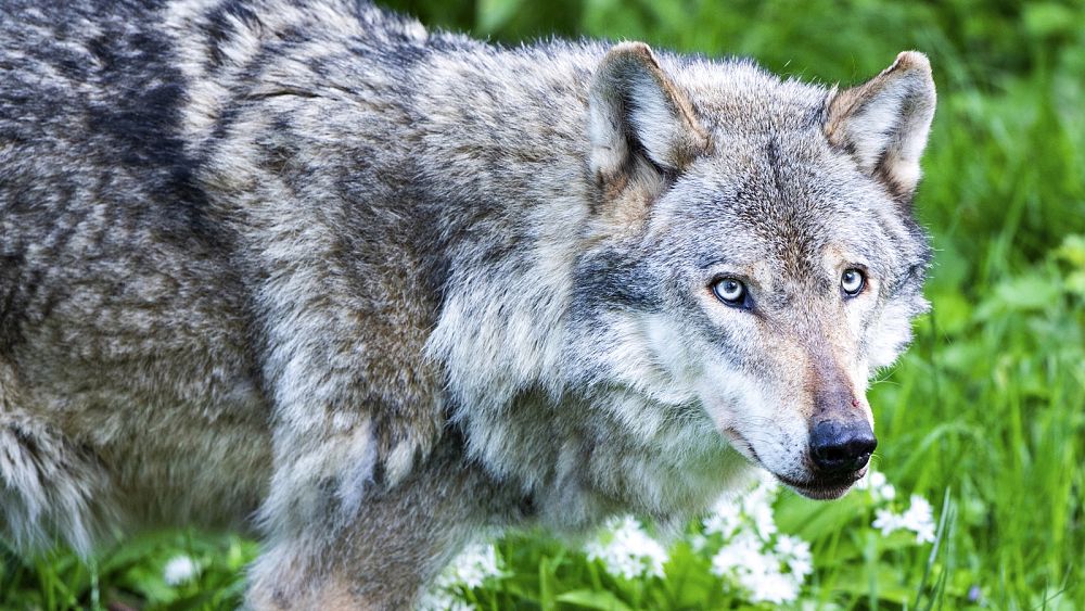 UE dokona przeglądu statusu ochrony wilków, po tym jak Ursula von der Leyen ostrzega przed „prawdziwym niebezpieczeństwem”
