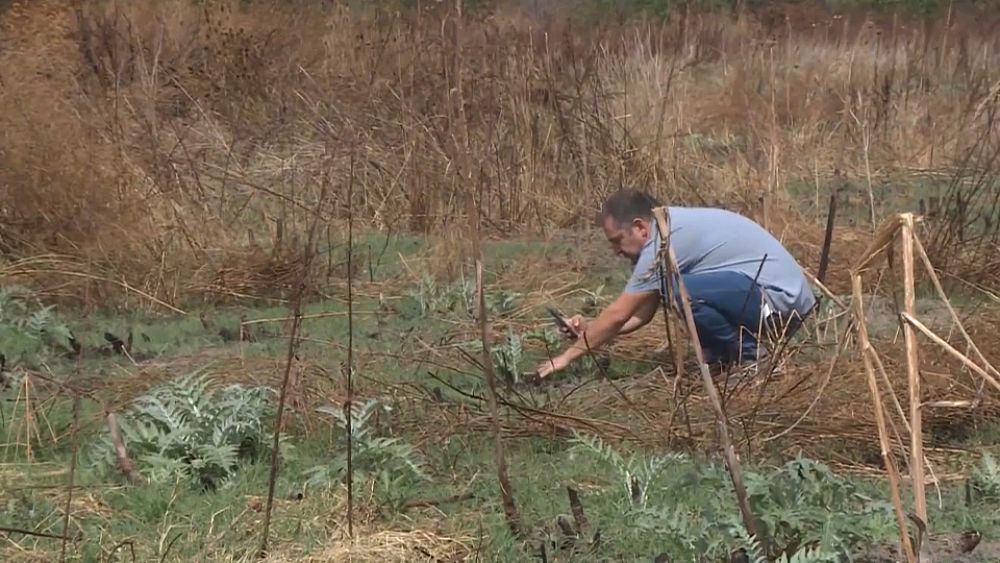 Włoska spółdzielnia tchnęła nowe życie w opuszczoną ziemię przejętą przez gangsterów Camorry