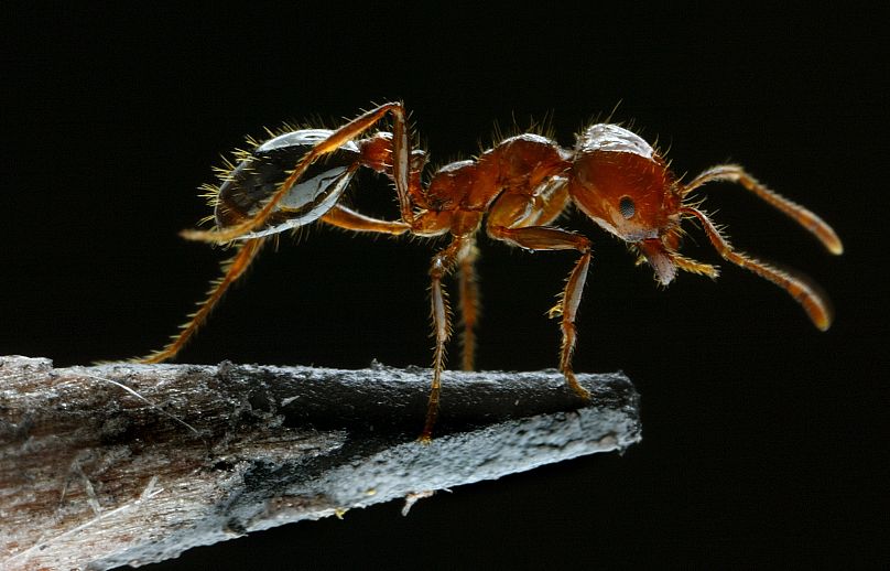 Zostaw mrówkę w spokoju!