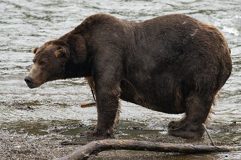 Niedźwiedź 747, najbardziej dominujący niedźwiedź Katmai, został zwycięzcą Tygodnia Grubych Niedźwiedzi w zeszłym roku.