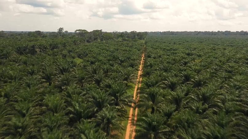 W DRK znajduje się 51 milionów hektarów nieuprawnych gruntów z 80 milionów hektarów gruntów ornych