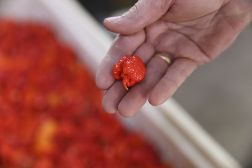 Inne dzieło Currie, Carolina Reaper, było wcześniej rekordzistą w kategorii najostrzejszej papryki na świecie i ma słodki profil smakowy.