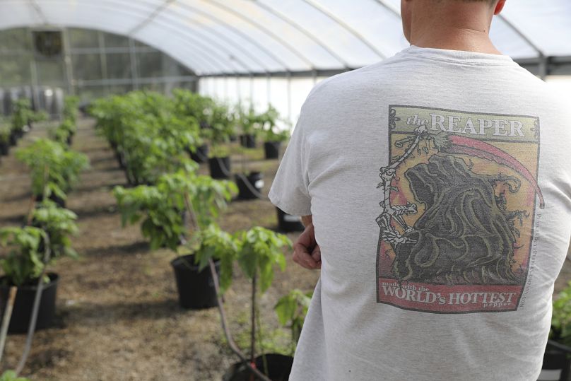 Pracownik w koszuli Carolina Reaper obserwuje jedną ze szklarni Eda Currie w Południowej Karolinie.