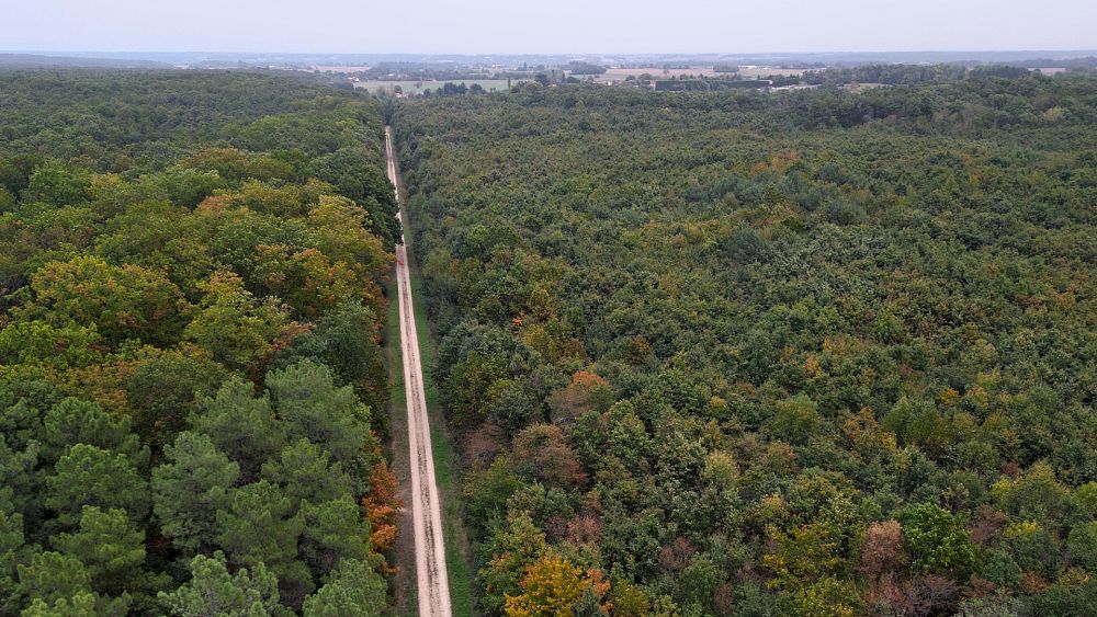 Jak „mozaikowy las” pomaga Francji przystosować się do szybkich zmian klimatycznych