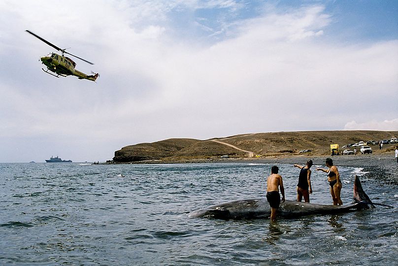 Naukowcy próbują uratować wieloryba, który wyrzucił na brzeg dziobaka u wybrzeży wyspy Fuerteventura na Wyspach Kanaryjskich w 2002 roku.