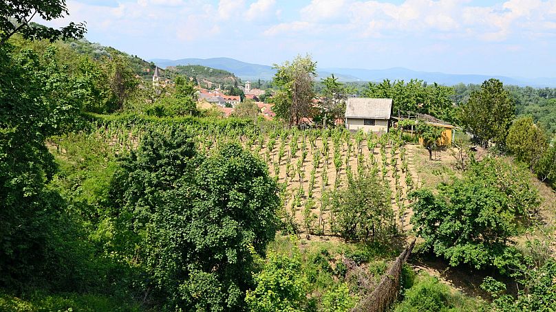 Tokaj na Węgrzech to jeden z najstarszych regionów winiarskich na świecie.