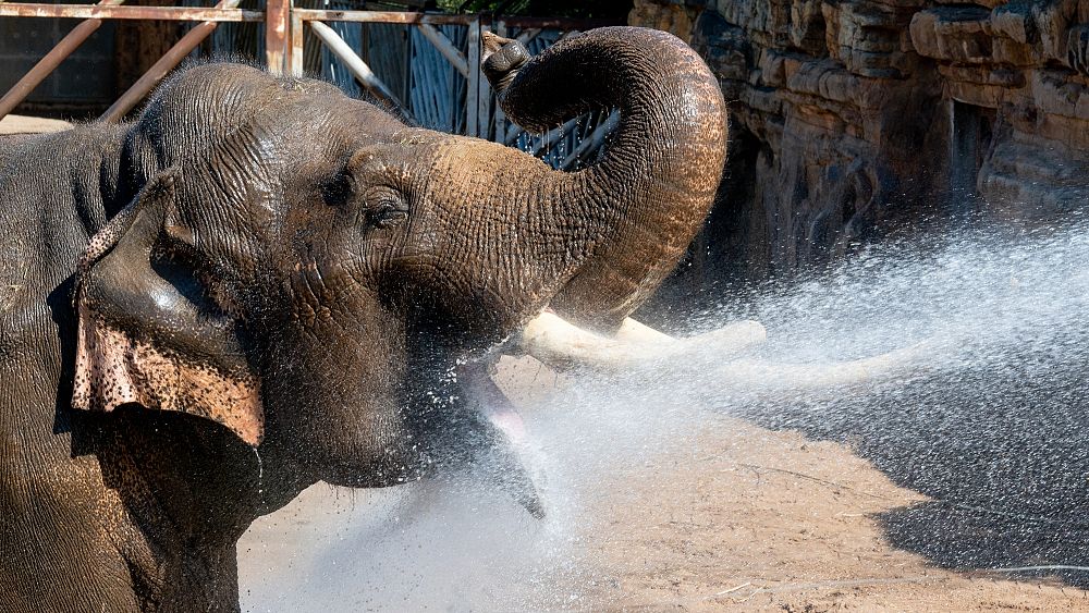 Dziki czy nie?  Nieporozumienia w sprawie wezwania organizacji charytatywnej do zaprzestania trzymania słoni w ogrodach zoologicznych