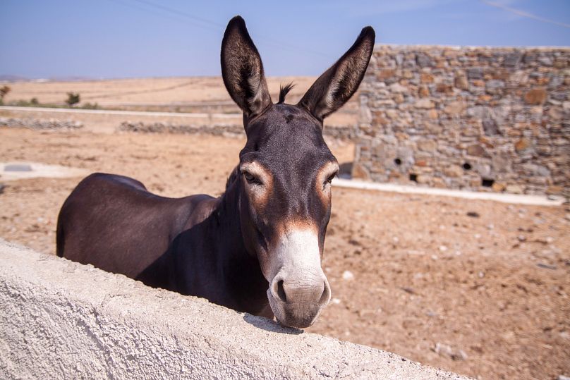 Mieszkaniec wsi Mykonos