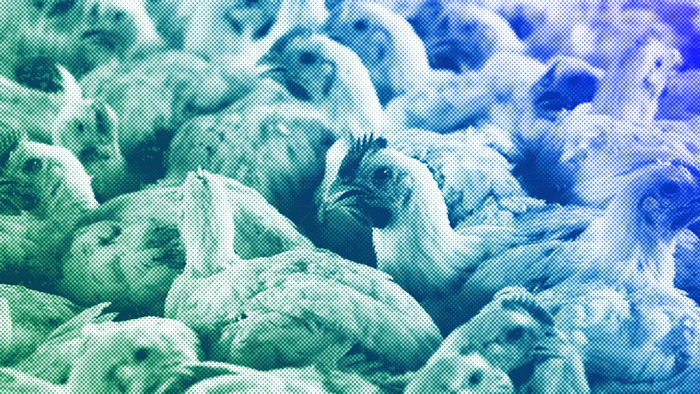 Europa powinna rozbudować swój arsenał w zakresie zdrowia zwierząt, przygotowując się na częstsze występowanie ptasiej grypy