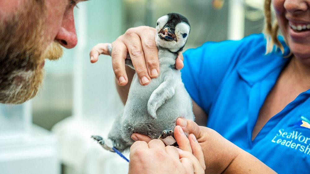 „Najbardziej ekscytująca rzecz, jaką będziemy robić przez cały rok”: amerykańskie zoo wita pisklę pingwina cesarskiego