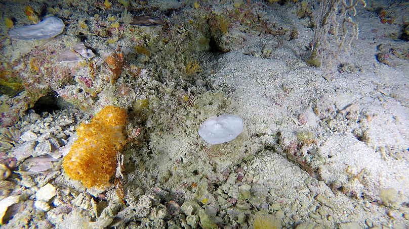 Badanie dostarcza nowych dowodów na dalekosiężne skutki zmian klimatycznych w każdym zakątku naszego oceanu.