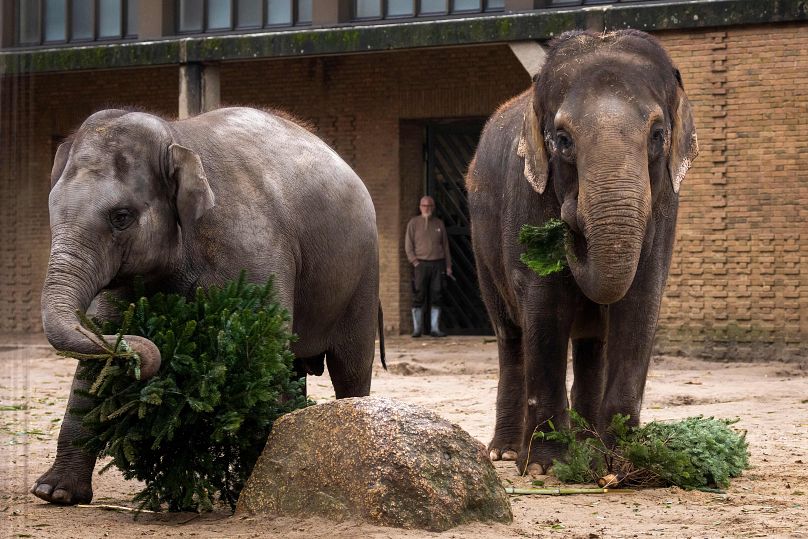 Niemcy mają najwięcej słoni w niewoli ze wszystkich krajów europejskich – sfotografowano w berlińskim zoo w 2021 r.