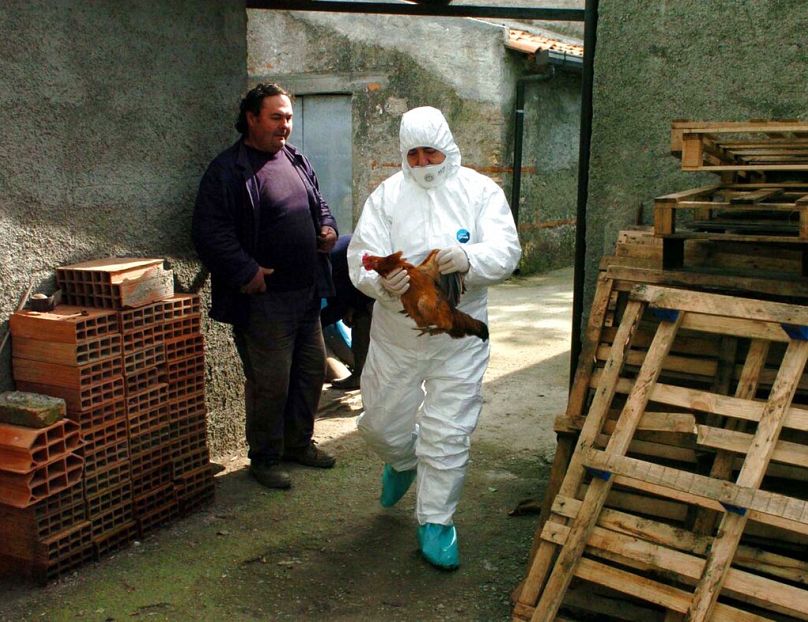 Weterynarz z włoskiej lokalnej jednostki zdrowia trzyma żywego kurczaka przed pobraniem próbek krwi od kurczaka, w Barcellona Pozzo di Gotto, niedaleko Messyny, luty 2006