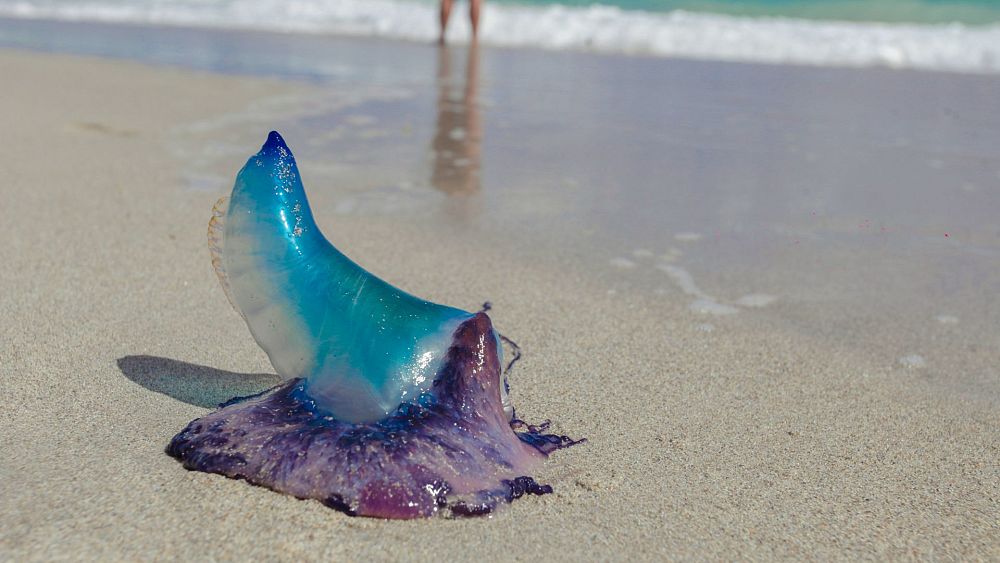 Portugalski żołnierz znaleziony na walijskiej plaży.  Czy zmiany klimatyczne powodują częstsze obserwacje?