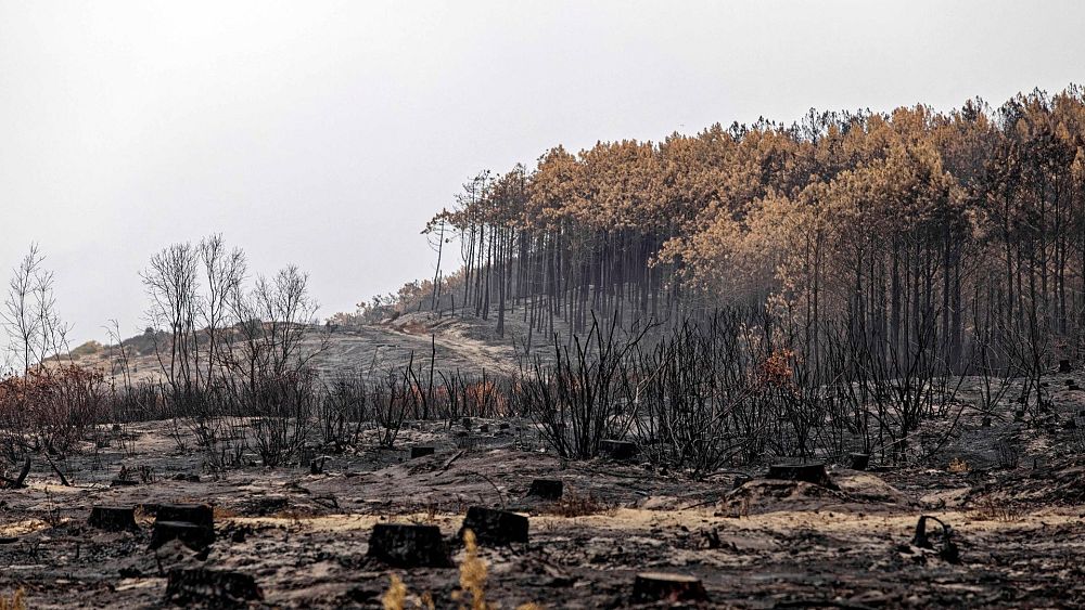 Starożytne drzewa, które przetrwały pożary we Francji, są obecnie wycinane z powodu inwazji owadów