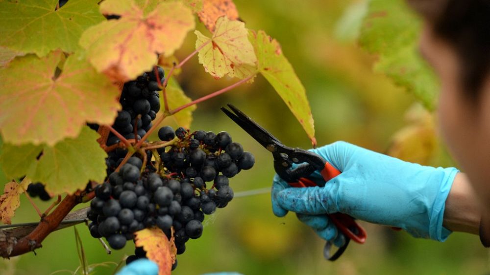 Wielka Brytania: Napoje bezalkoholowe będą oznaczane jako „wino” w związku z rozluźnieniem przepisów branżowych