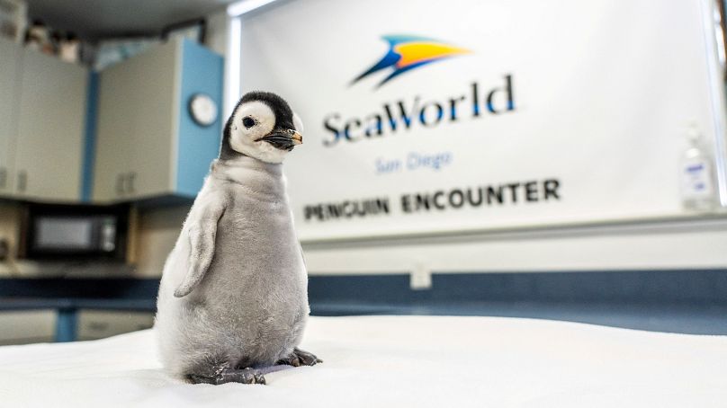 Nowe pisklę pingwina cesarskiego stoi na powierzchni w SeaWorld w San Diego.