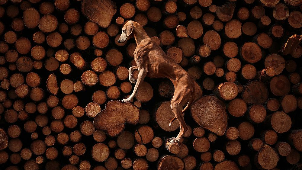 Podnieś hau!  Oto urocze, zwycięskie zdjęcia w konkursie Dog Photography Awards 2023