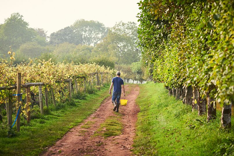 Mężczyzna spacerujący po winnicy, wzdłuż rzędów winorośli w Totnes, Devon, Anglia