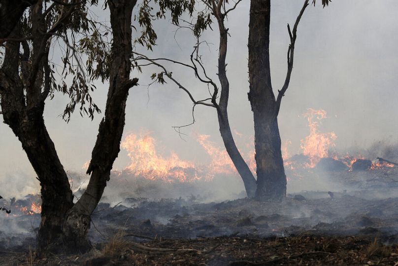 Pożar punktowy płonie w pobliżu Bredbo, na południe od stolicy Australii, Canberry, podczas niszczycielskich pożarów, które miały miejsce w 2020 r.