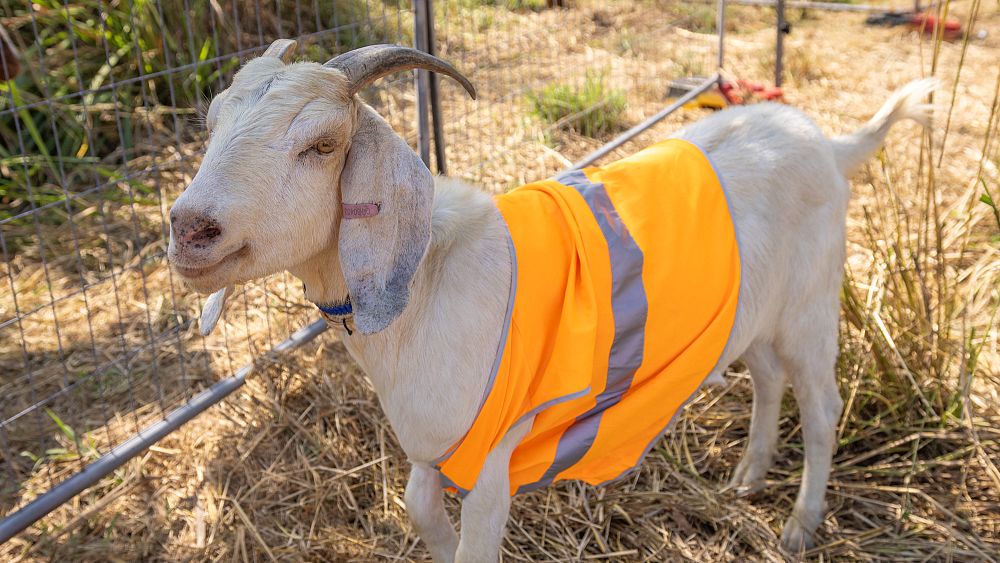 Kozy przywiezione na pokład przez australijskie przedsiębiorstwo kolejowe w celu zwalczania roślinności zagrożonej pożarem