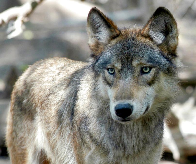 PLIK – Zdjęcie z pliku z 16 lipca 2004 r. przedstawia szarego wilka w Wildlife Science Center w Forest Lake w stanie Minnesota.