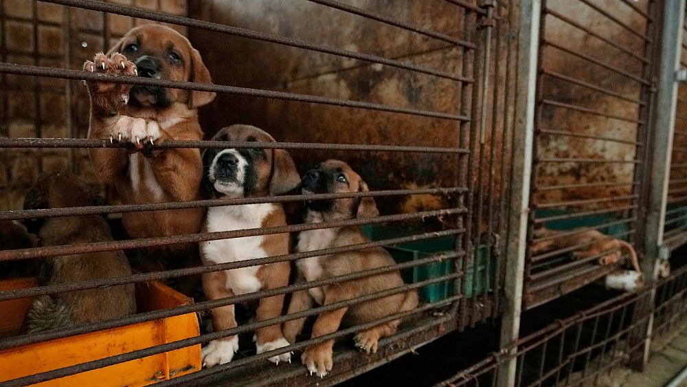 Korea Południowa planuje wprowadzić zakaz jedzenia psiego mięsa do końca roku.  Jak powszechna jest ta praktyka?
