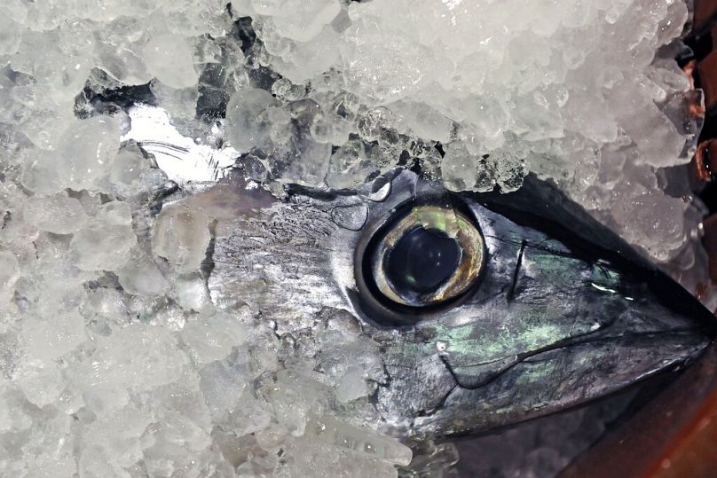 Głowa tuńczyka pokryta lodem w baskijskim porcie Hondarribia, lipiec 2009 r.