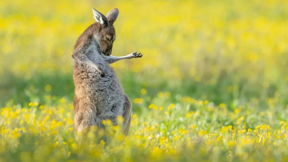 Naciesz oczy zwycięzcami konkursu Comedy Wildlife Photography Awards 2023