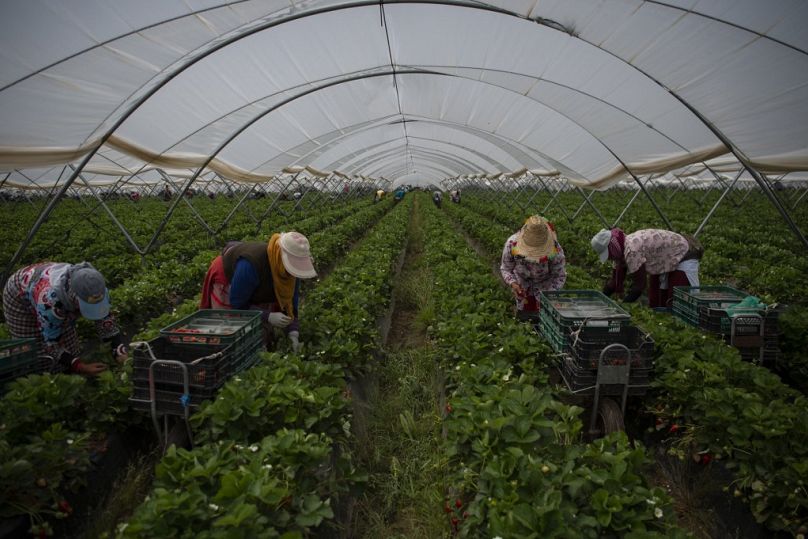 Zbieracze truskawek pracują w szklarni w Ayamonte, Huelva, 20 maja 2022 r.