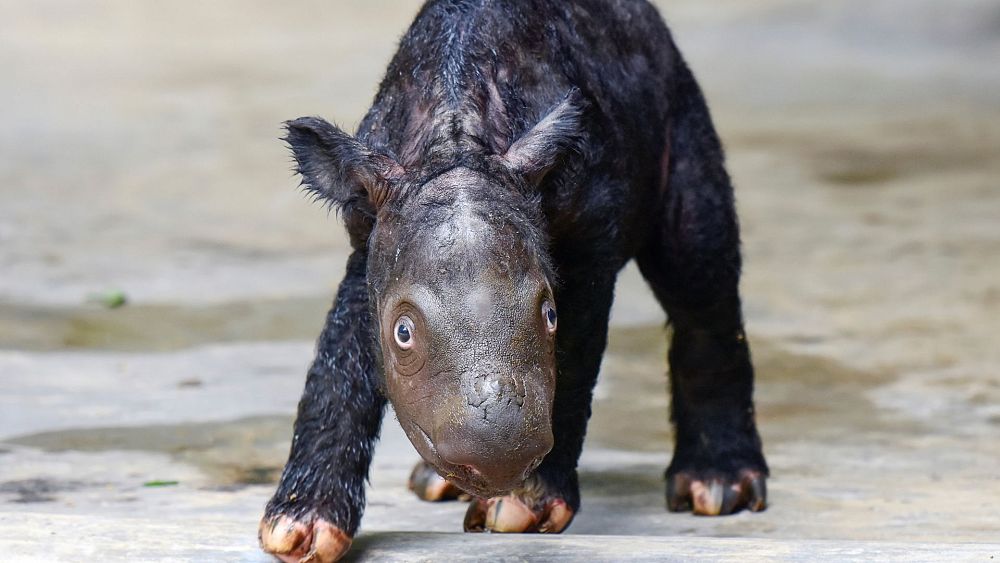 Cielę nosorożca sumatrzańskiego urodzone w Indonezji stanowi zagrożony gatunek liczący mniej niż 50 zwierząt