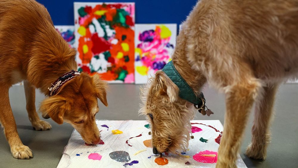 Schronisko dla zwierząt w Bristolu walczy z kryzysem finansowym, organizując aukcję dzieł sztuki wykonanych przez psy