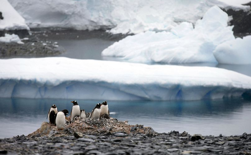 Pingwiny na Antarktydzie.