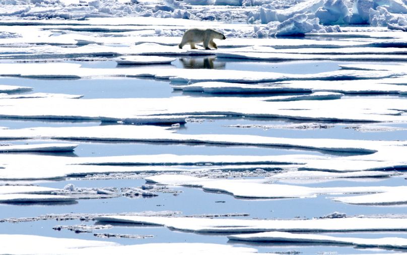 Niedźwiedź polarny spaceruje po lodzie morskim unoszącym się w Cieśninie Wiktorii w kanadyjskim archipelagu arktycznym, lipiec 2017 r.