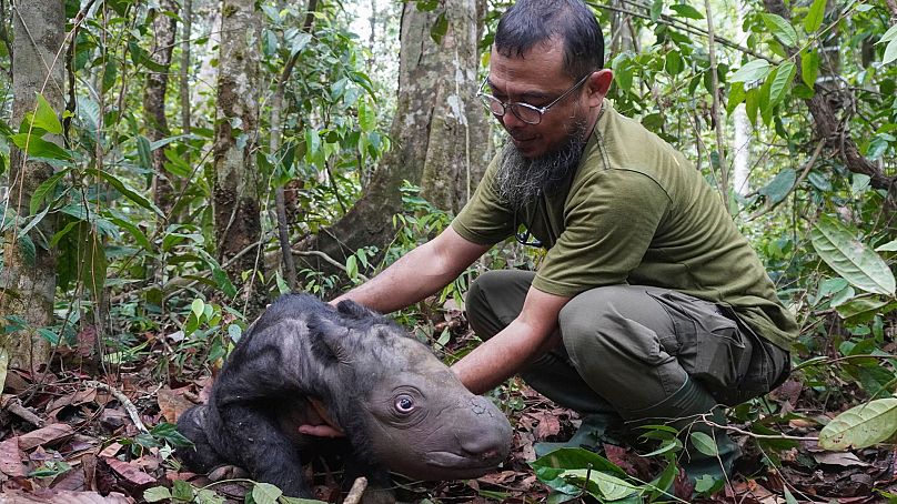Weterynarz Zulfi Arsan opiekuje się nowo narodzonym cielęciem nosorożca sumatrzańskiego w rezerwacie nosorożców sumatrzańskich w Parku Narodowym Way Kambas w Indonezji.