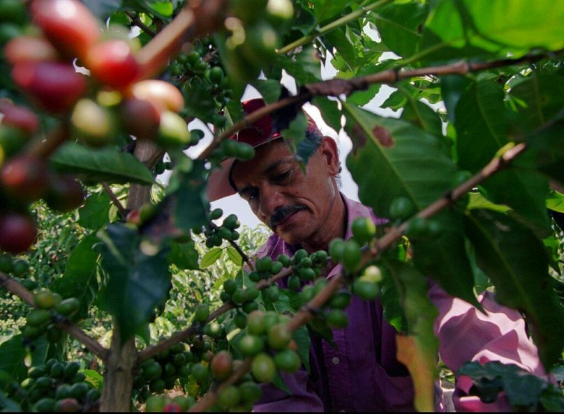 agronom sprawdza drzewo kawowe na farmie Sewastopol w pobliżu San Pelegrino w regionie upraw kawy w środkowej Kolumbii, lipiec 1997 r.