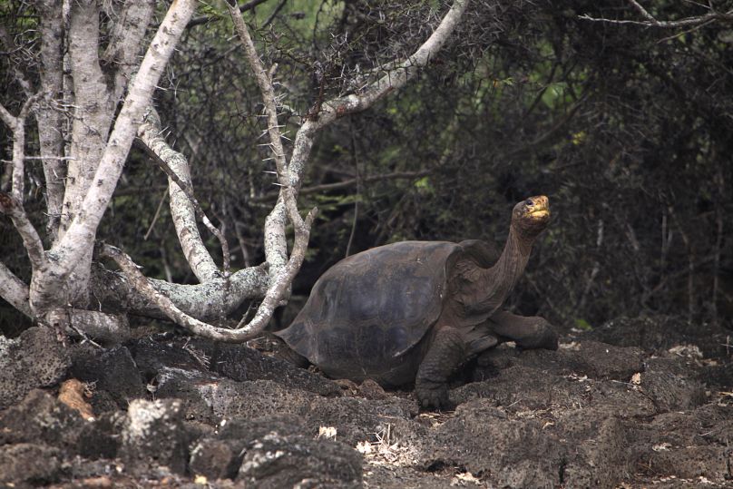 Żółw na Wyspach Galapagos.